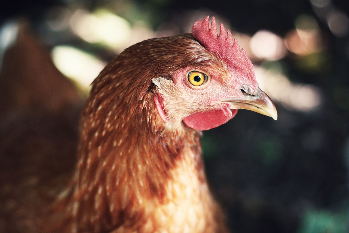 Photo of a chicken