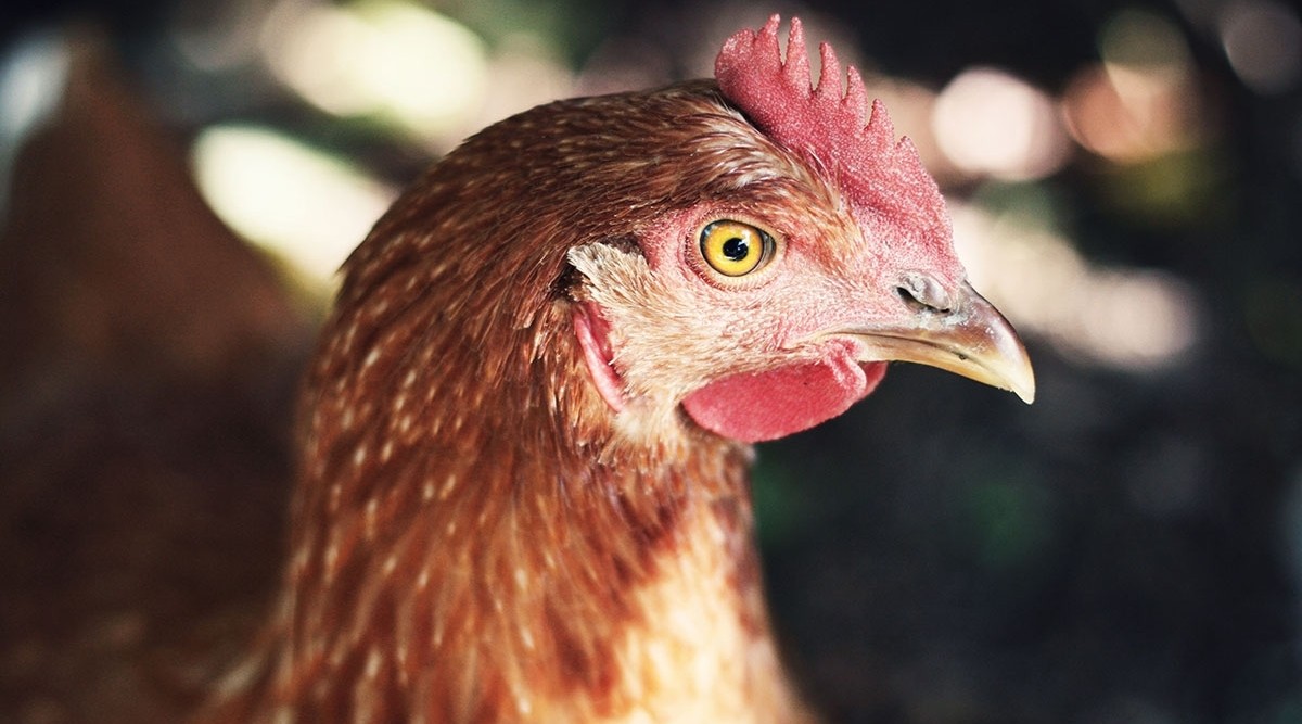 Photo of a chicken