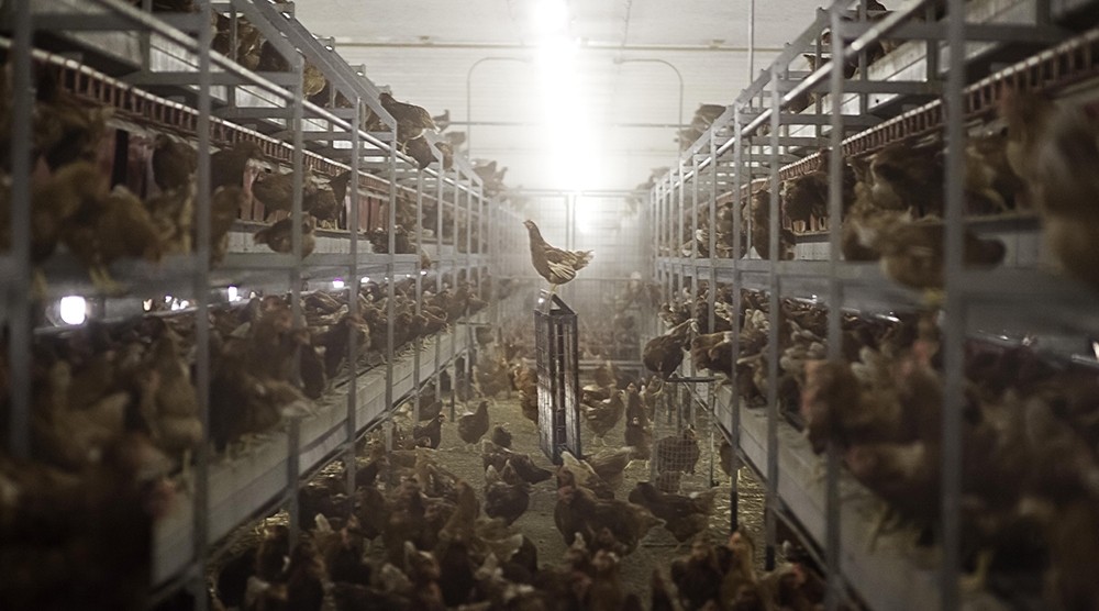 Photo of cage-free chickens 