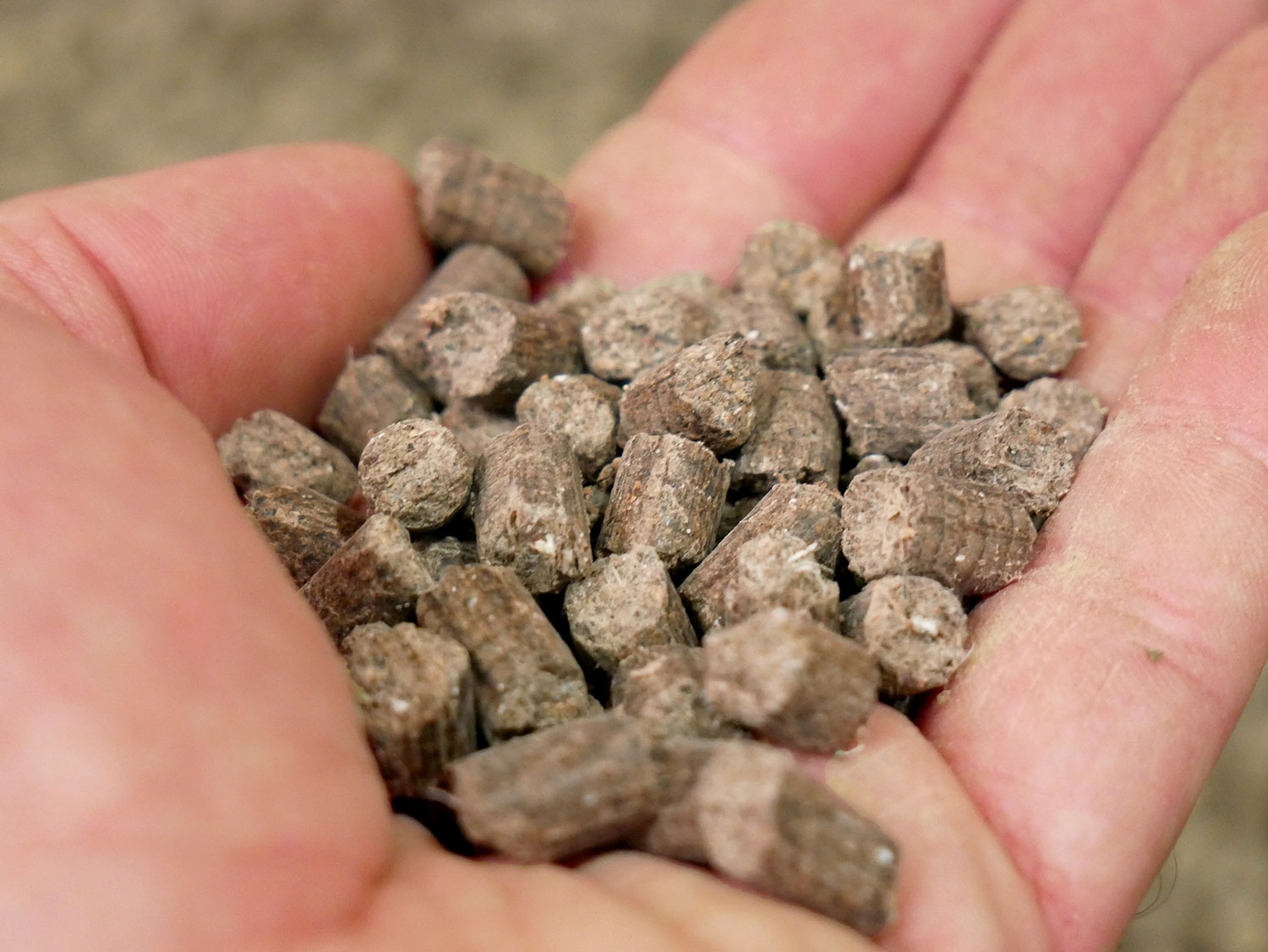 Photo of pelletized manure