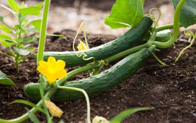 Photo of a cucumber vine