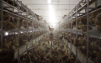 Photo of cage-free chickens 