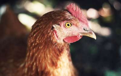 Photo of a chicken