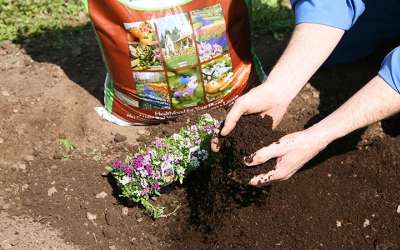 Photo using compost
