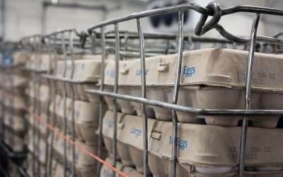 Cases of eggs in cartons