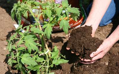 Photo of someone planting a tomato plant