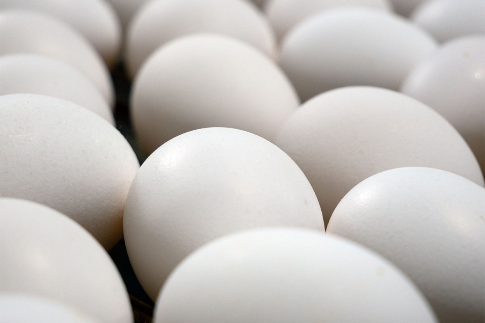 Traditional White Eggs