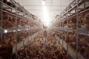 BrownHen