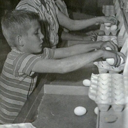 David, Zelma, and Kent packing eggs