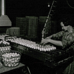 Josie Lewis vacuuming eggs