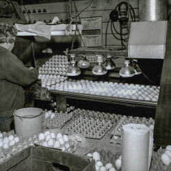 Worker candling eggs