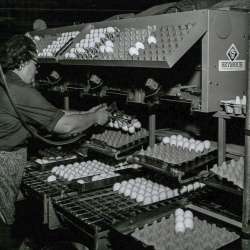 Thora Mcbride vacuuming eggs