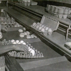 Zelma filling cartons