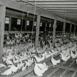 Chickens in the coop