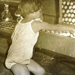 Dixie checking for cracks in the eggs