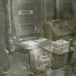 Automatic egg gathering